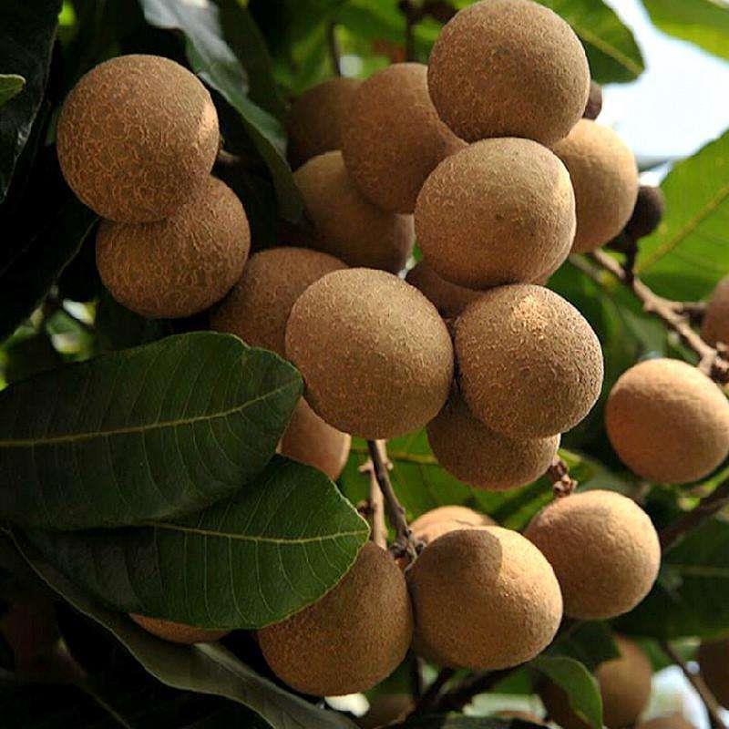 桂圆