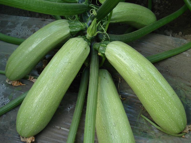 蔬菜