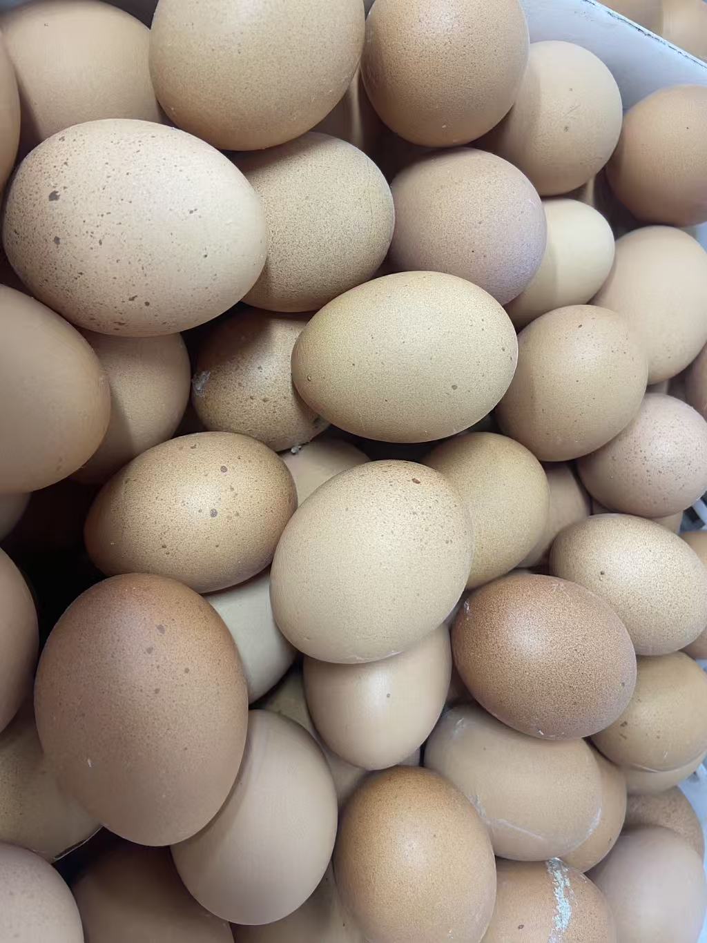 新鲜鸡蛋